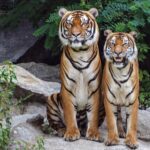 ¿Alguna vez has sentido una conexión especial con ciertos animales? ¿Te has preguntado si hay alguna razón detrás de esta afinidad? Según la astrología, cada signo zodiacal tiene un animal espiritual que representa su personalidad y energías.