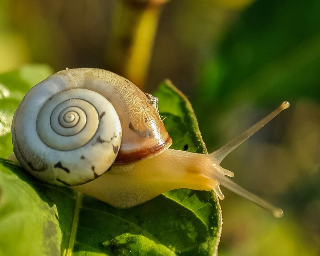 espiral geometria sagrada